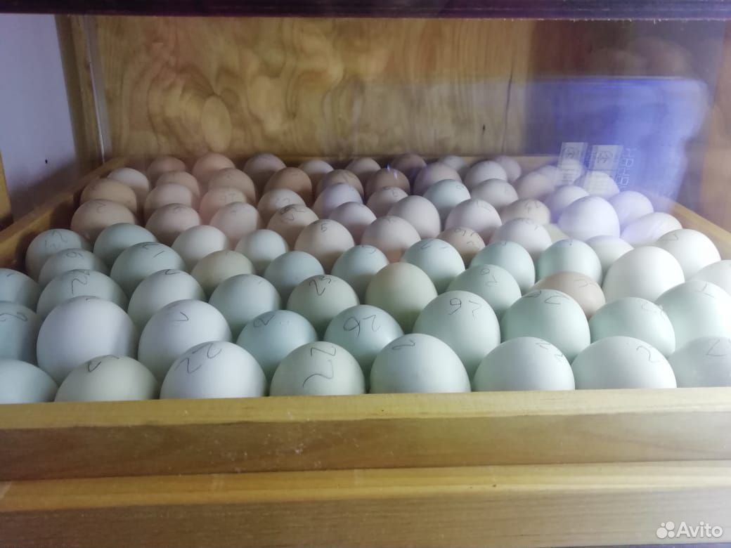 Инкубационное яйцо легбар кремовый купить на Зозу.ру - фотография № 2