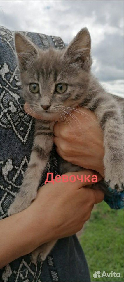 Котята 2 месяца купить на Зозу.ру - фотография № 2