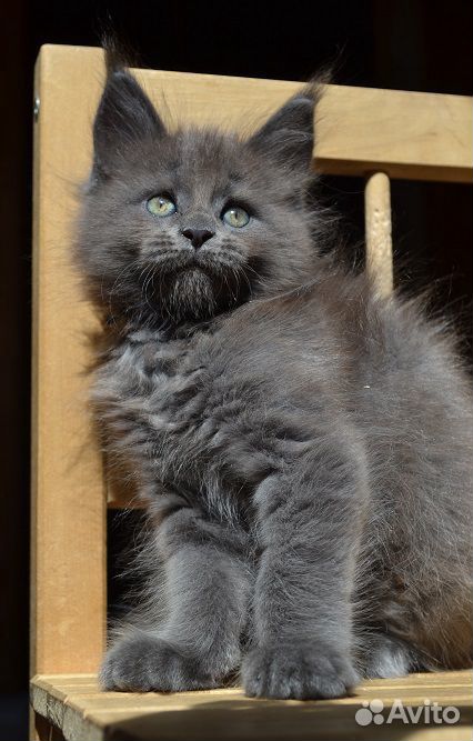 Голубой котик мейнкун купить на Зозу.ру - фотография № 3