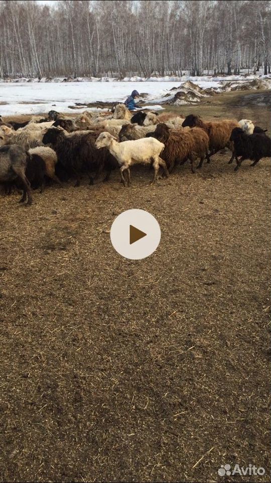 Обменяю диз.топливо на овец и баранов купить на Зозу.ру - фотография № 1