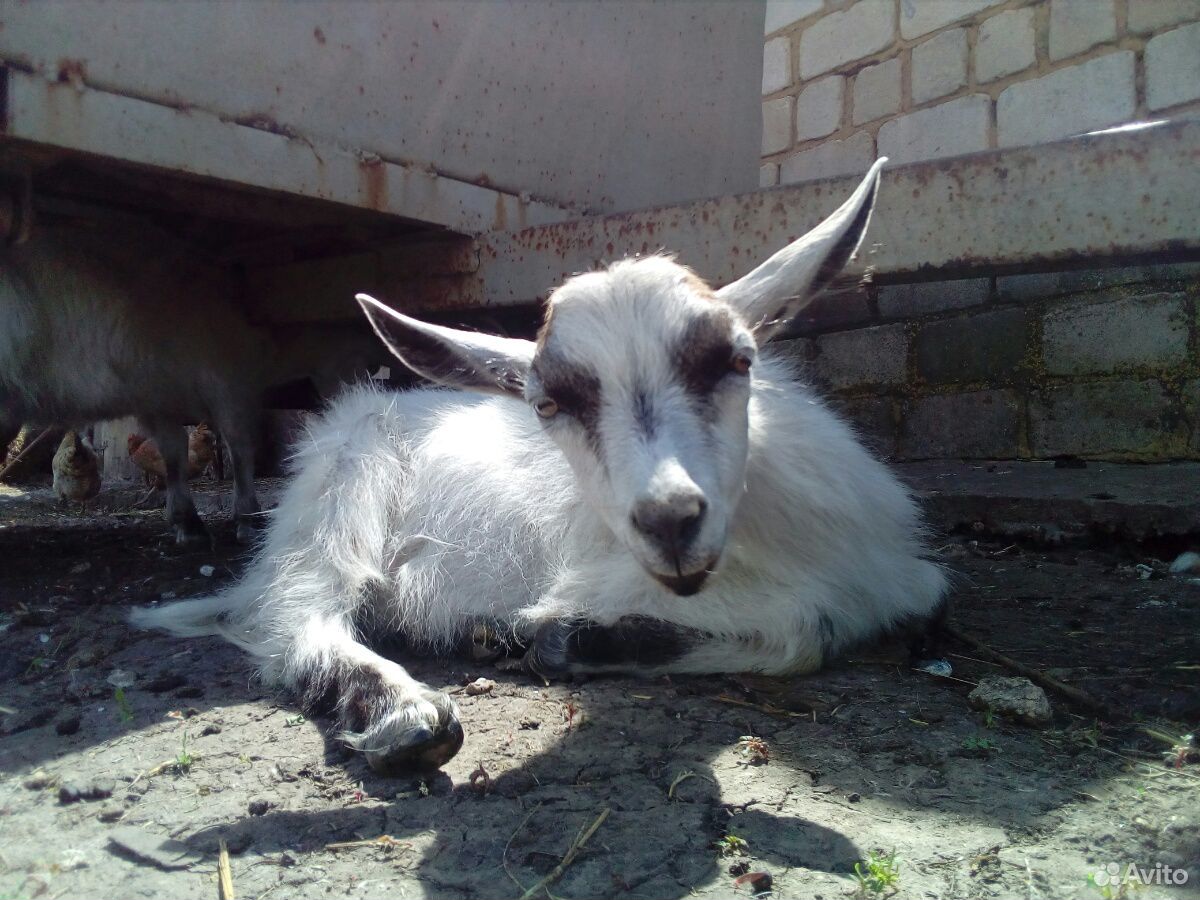 Козел и коза купить на Зозу.ру - фотография № 5