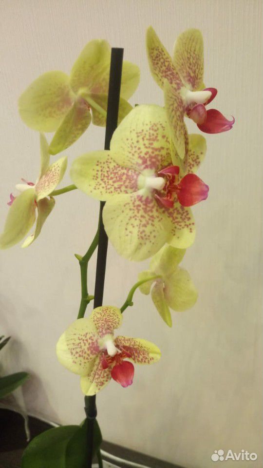 Фаленопсис орхидея сортовые купить на Зозу.ру - фотография № 3