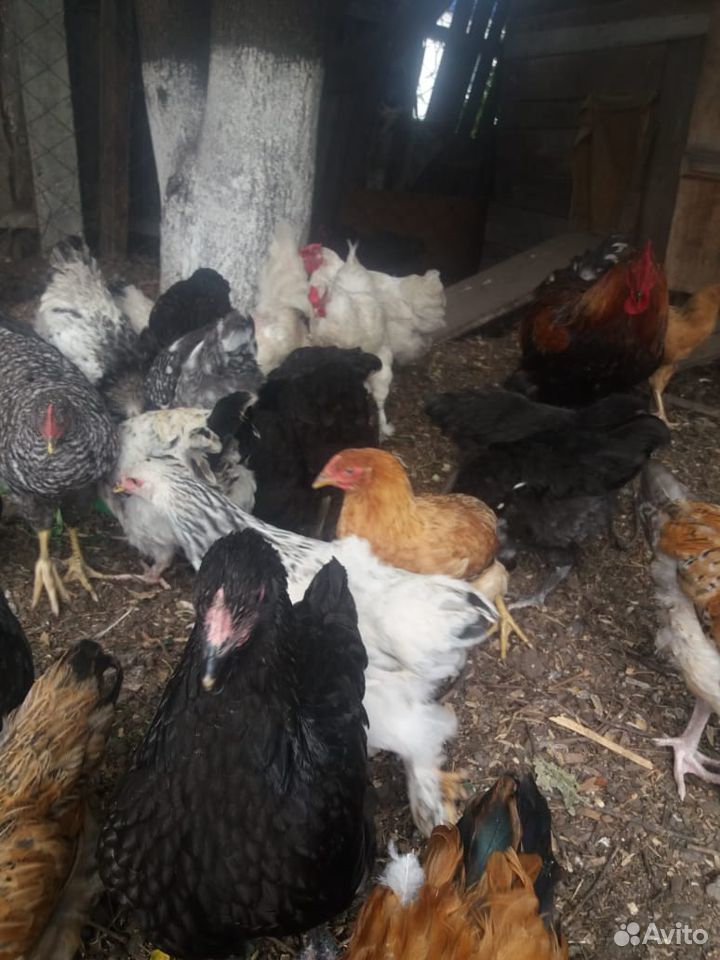 Продам цыплят от кур несушек купить на Зозу.ру - фотография № 1