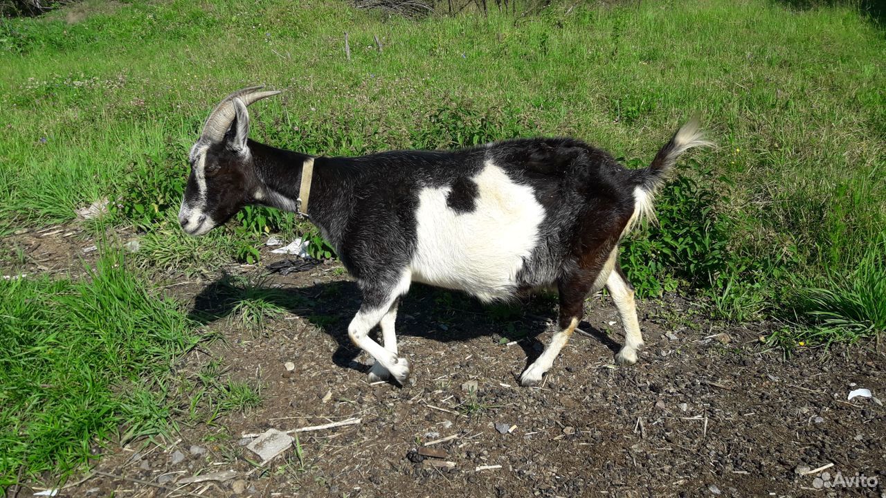 Породистые козы козлята купить на Зозу.ру - фотография № 8