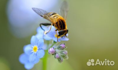 Ппродам пчелосемьи купить на Зозу.ру - фотография № 1