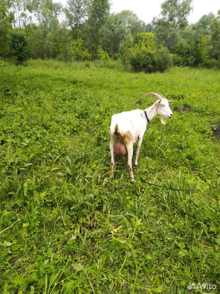 Дойные козы, Племенной козел, козлята купить на Зозу.ру - фотография № 3