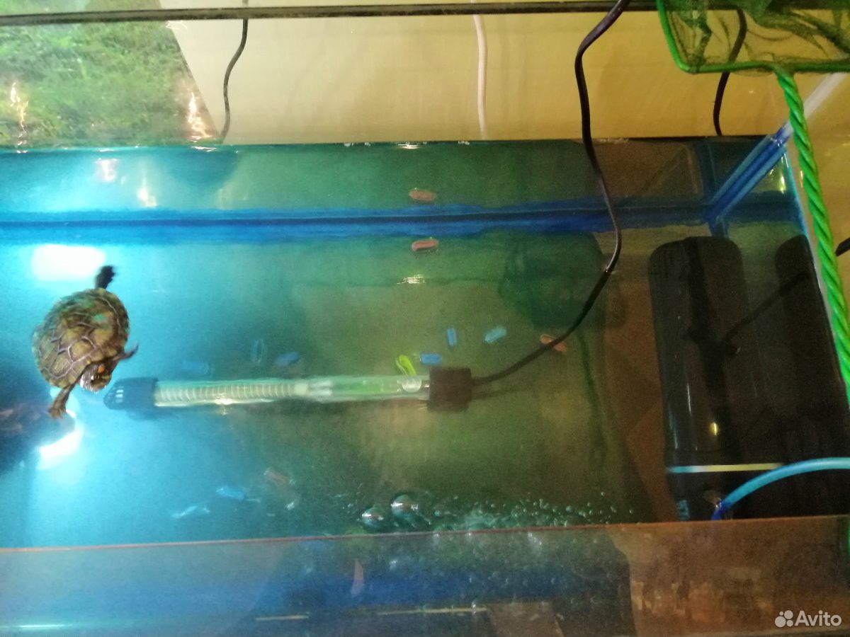 Продам черепаху вмести с аквариумом купить на Зозу.ру - фотография № 1