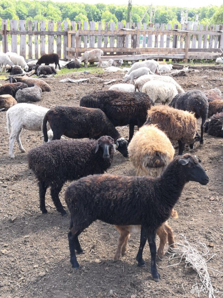 Баран овцы козы купить на Зозу.ру - фотография № 3