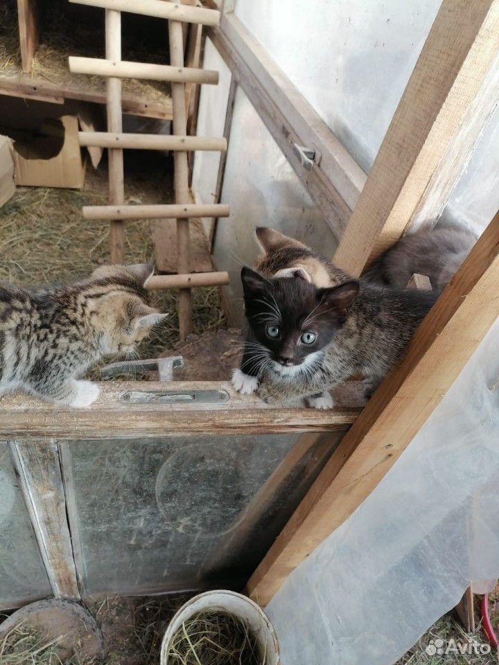 Котячки мелкие купить на Зозу.ру - фотография № 5