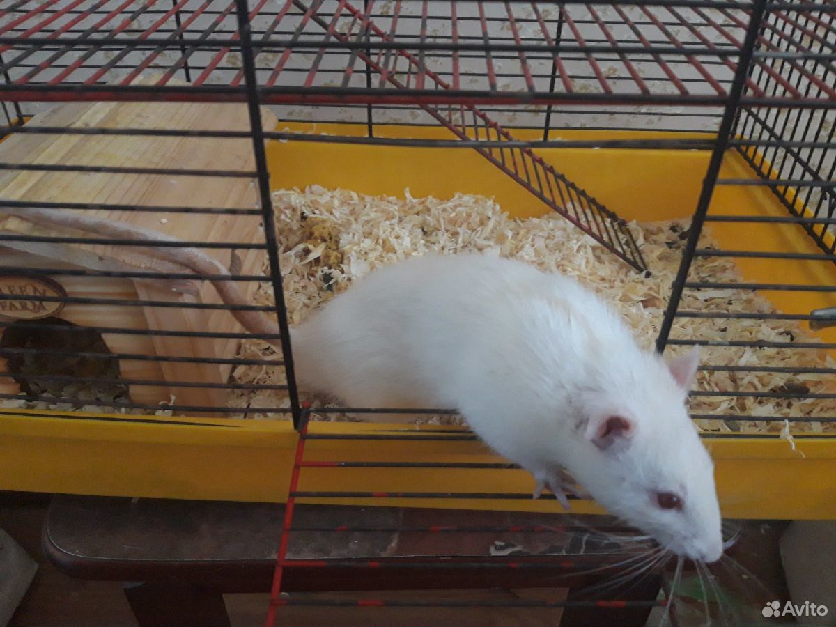 Продаётся крыса с клеткой купить на Зозу.ру - фотография № 4