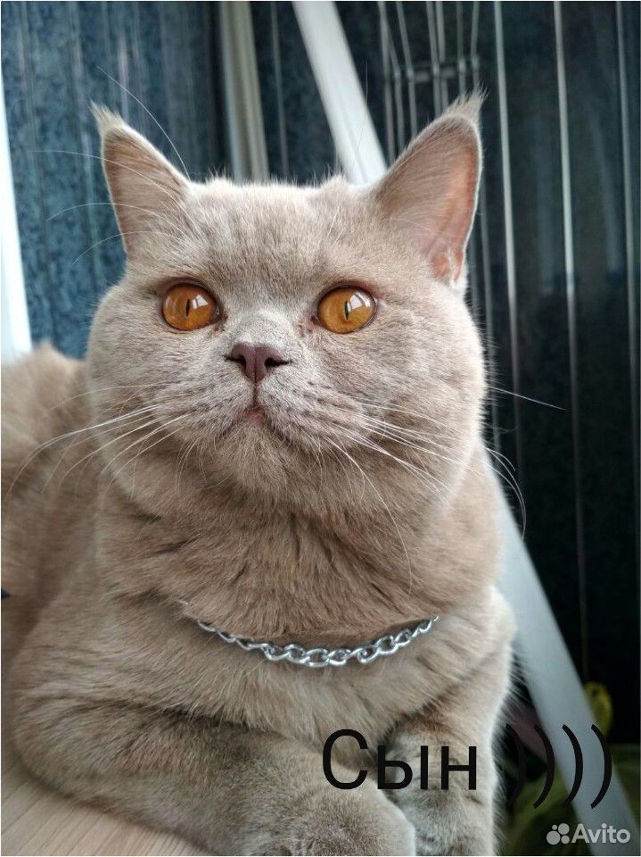 Британский кот купить на Зозу.ру - фотография № 4