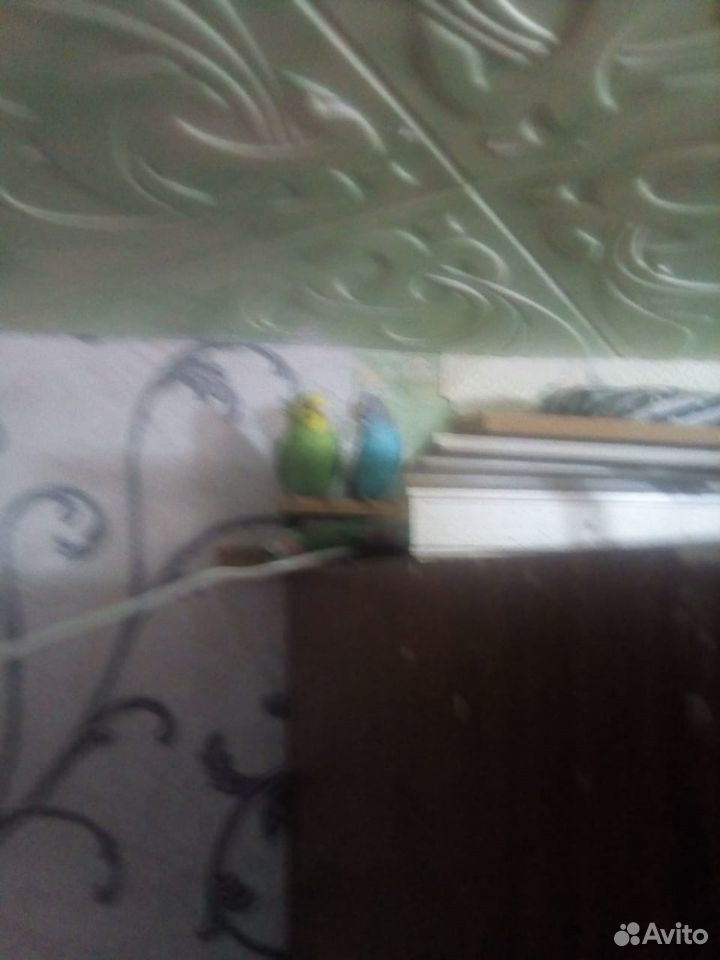 Продам двух попугаев с клеткой купить на Зозу.ру - фотография № 1