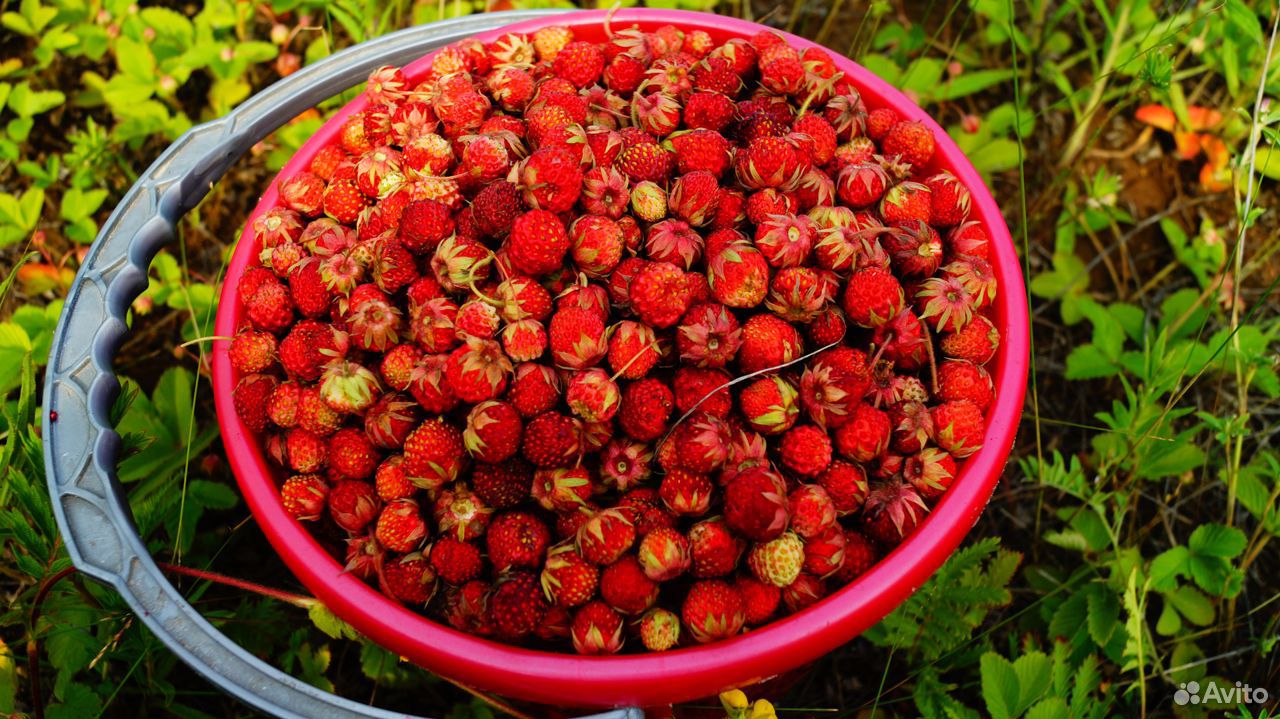 Лесные ягоды земляника и клубника купить на Зозу.ру - фотография № 1