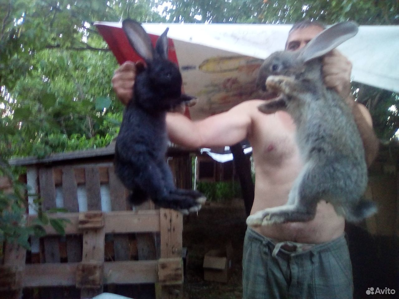 Кролик Фландер.6 месяцев,крольчата 3 месяца купить на Зозу.ру - фотография № 3