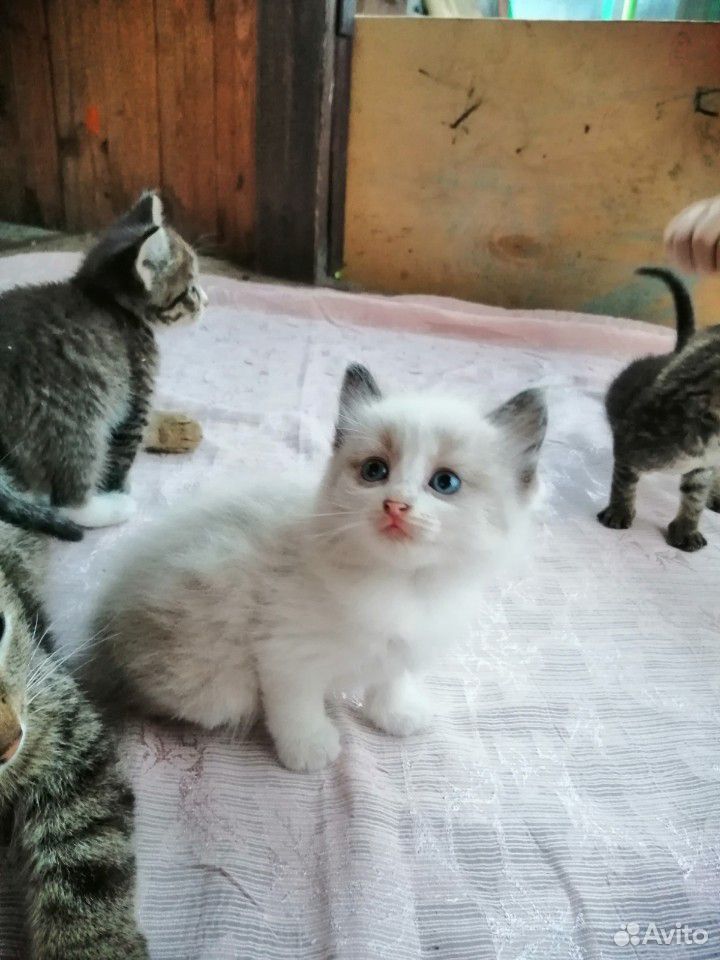 Очаровательные котята купить на Зозу.ру - фотография № 1