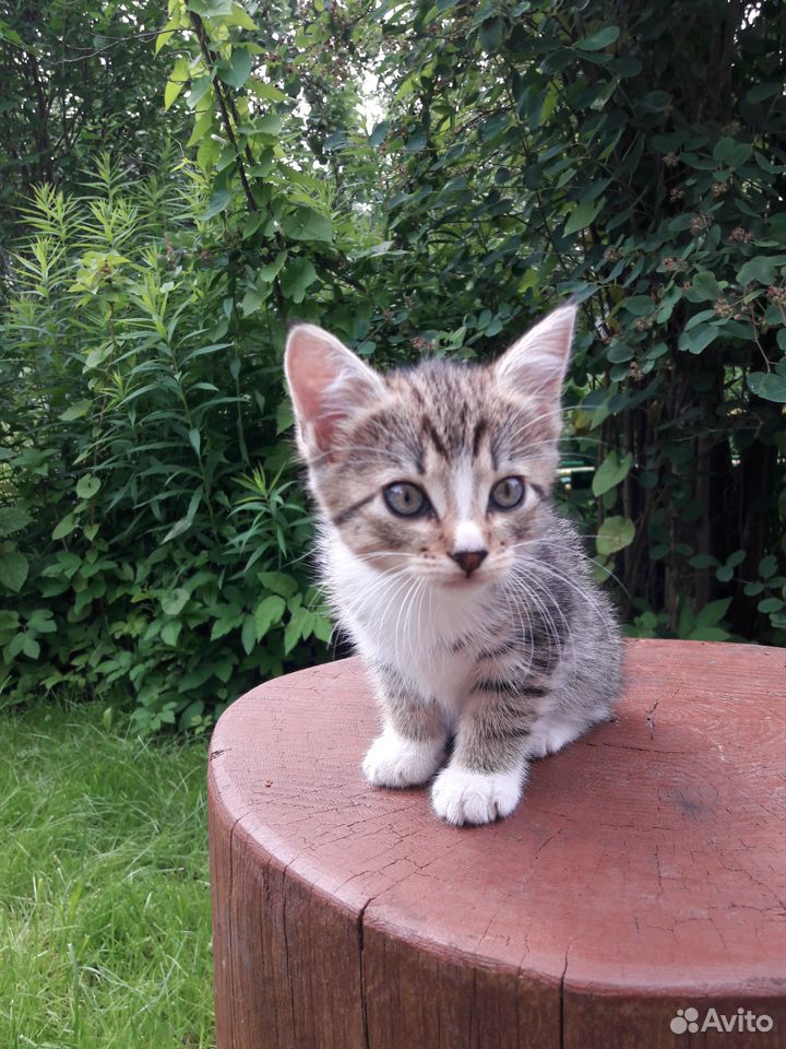 Очаровательные котята симпотяшки купить на Зозу.ру - фотография № 4