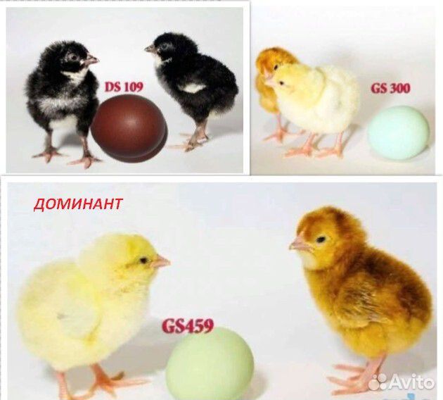 Инкубационное яйцо из Европы еженедельно купить на Зозу.ру - фотография № 8