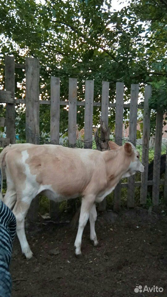 Корова, корова дойная купить на Зозу.ру - фотография № 8
