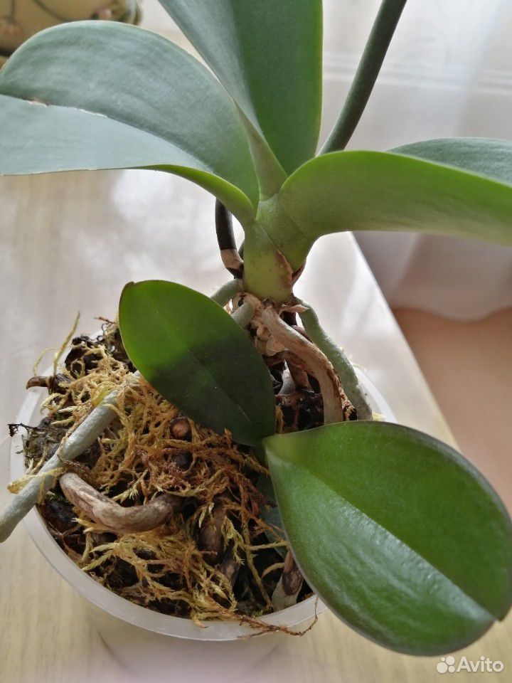 Орхидея белая купить на Зозу.ру - фотография № 1