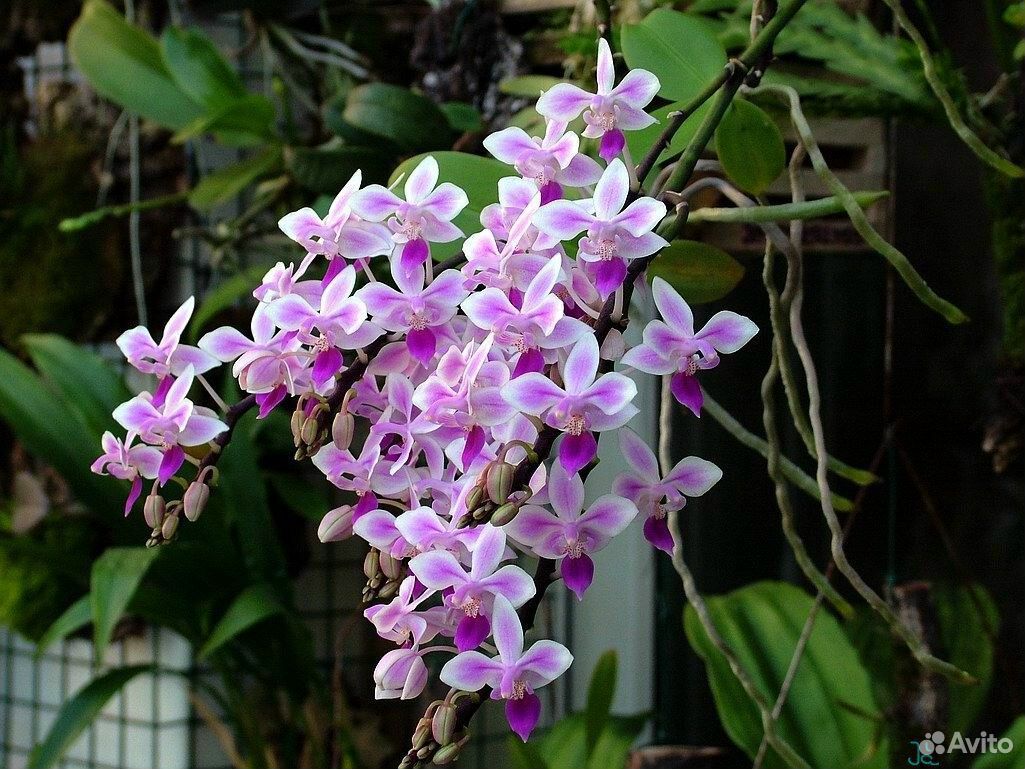 Орхидея phalaenopsis equestris купить на Зозу.ру - фотография № 1
