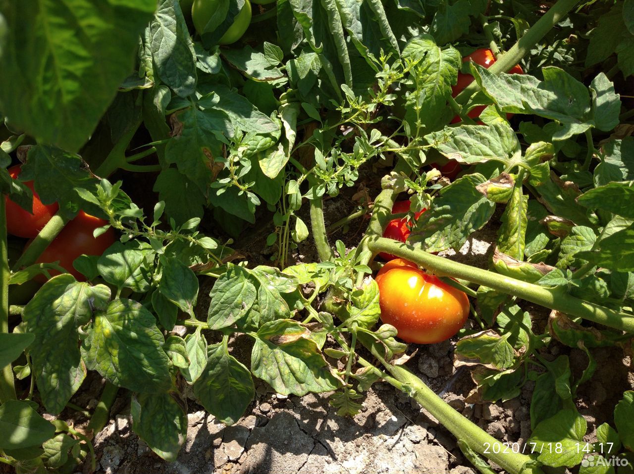 Помидоры (томаты ) оптом с поля купить на Зозу.ру - фотография № 4