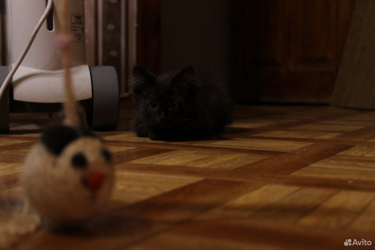 Отдам черного котенка купить на Зозу.ру - фотография № 3