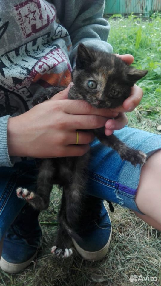 Спасите котят купить на Зозу.ру - фотография № 2