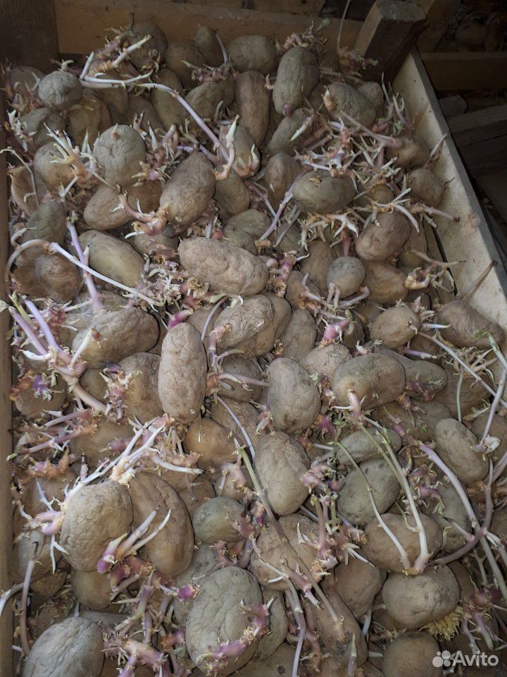 Семенной картофель для второго урожая купить на Зозу.ру - фотография № 1