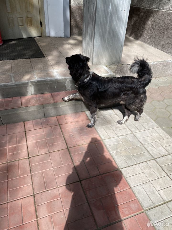Найдена собака купить на Зозу.ру - фотография № 5