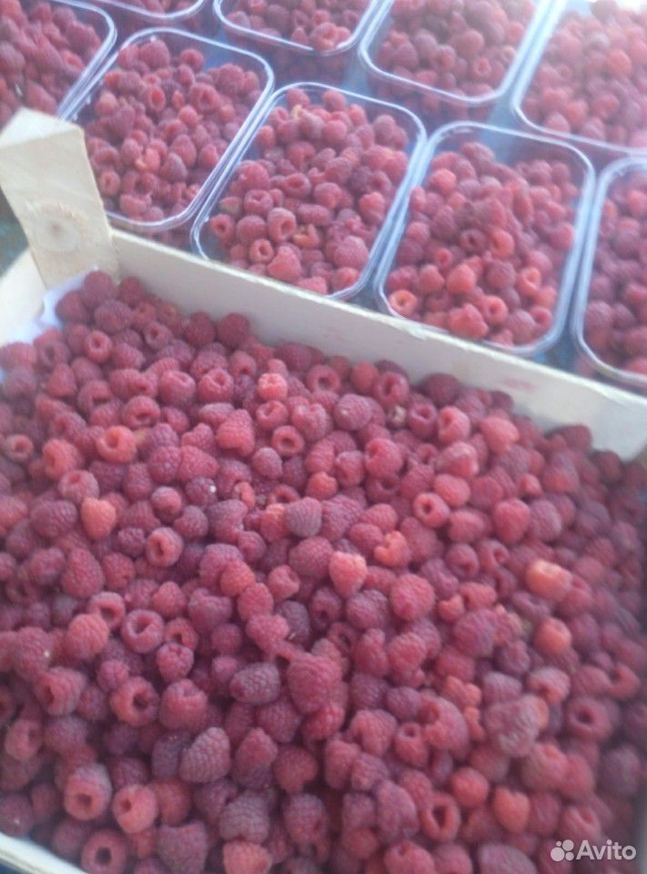 Малина ягоды опт купить на Зозу.ру - фотография № 2
