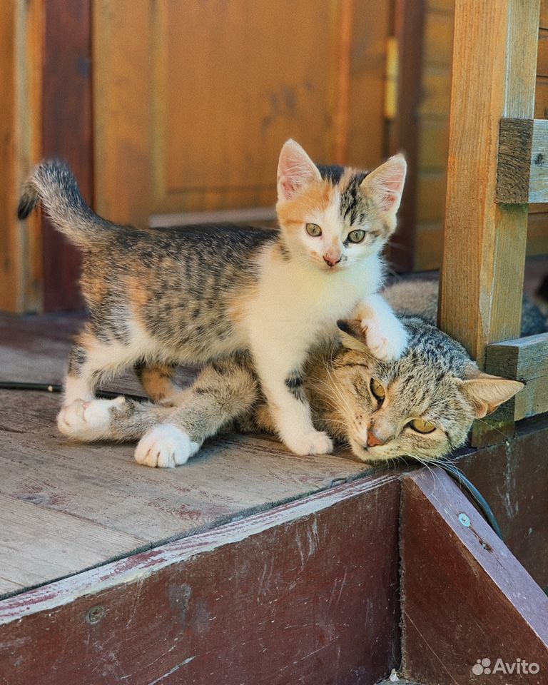 Маленькие котята ищут тёплый дом и заботливые руки