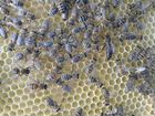 Пчелы- Пчелопакеты породы Карпатка- Карника объявление продам