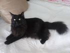 Кот мейн-кун черный для фотосессии объявление продам