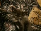 Котенок породы американский кёрл объявление продам