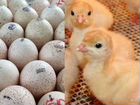 Инкубационное яйцо круглый год объявление продам