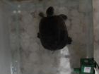 Черепаха красноуха объявление продам