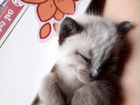 Тайский-сиамский котик Вася объявление продам