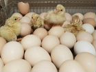 Инкубационное яйцо породистых кур объявление продам