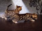 Котята бенгальской породы объявление продам
