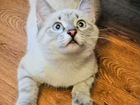 Котёнок сиамский (мальчик) 3 месяца объявление продам
