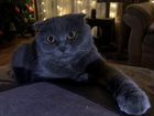 Котёнок Британской кошки объявление продам
