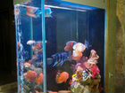 Морской, пресноводный аквариум -все услуги объявление продам