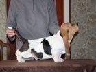 Продается трехцветный щенок бассет-хаунд объявление продам