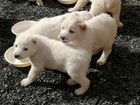 Продаются щенки Среднеазиатской овчарки (алабай) объявление продам