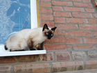 Ищем кота для вязки меконгский бобтейл объявление продам
