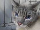 Котик Марсик 1 год усыпленец в клинике объявление продам