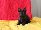 Черный котик объявление продам