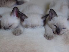 Тайские котята- доставка