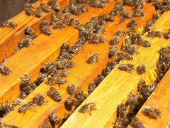 Пчёлы, пчелопакеты