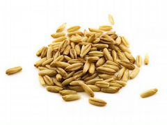 Зерно овса, пшеницы, кукурузы